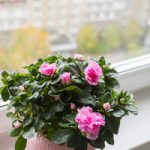 窗台上的杜鹃花