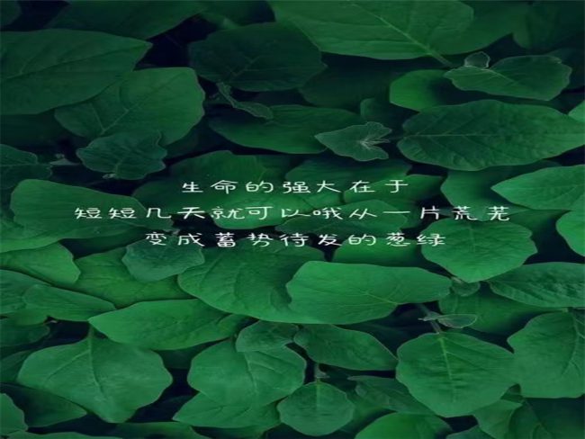 马雨晴_副本