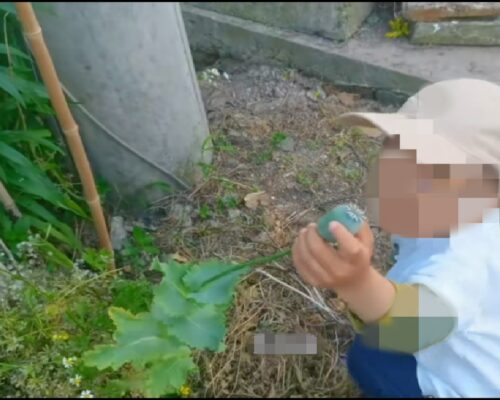 儿童与绿植