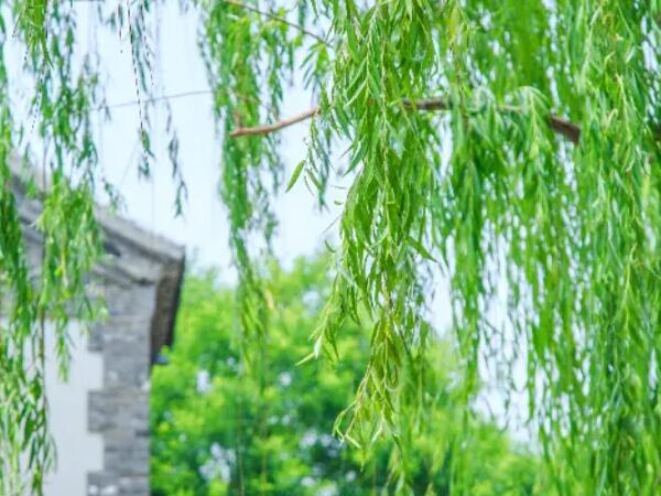 清明1