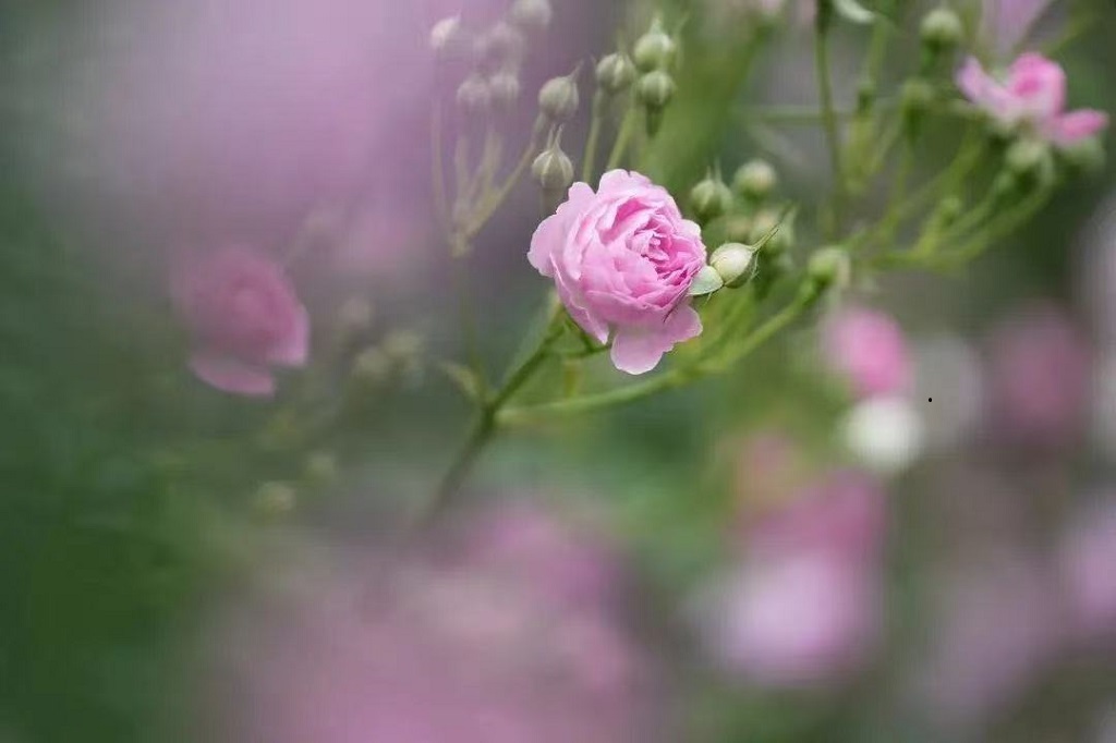 【个案故事】向阳而生（宝山张庙 楼江琳）